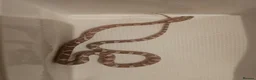 Corn Snake reptiles for sale: Baby cornsnakes for sale - Advert 13