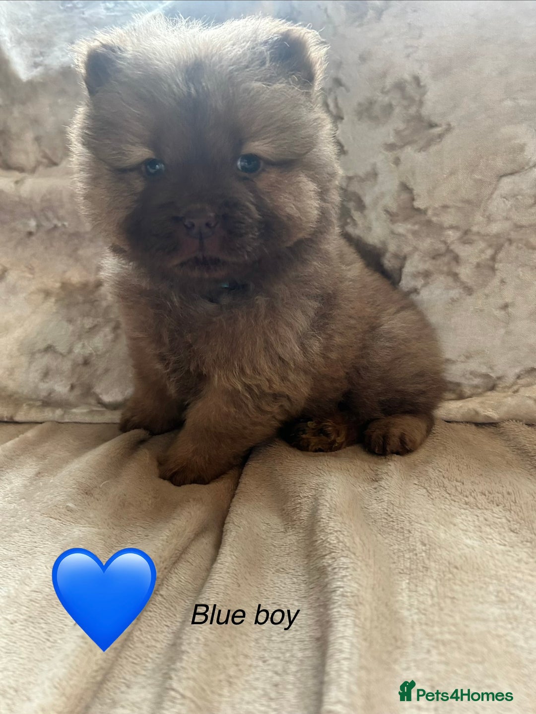Chow Chow dogs for sale: Beautiful chow chow puppies 🥰 - Advert 7