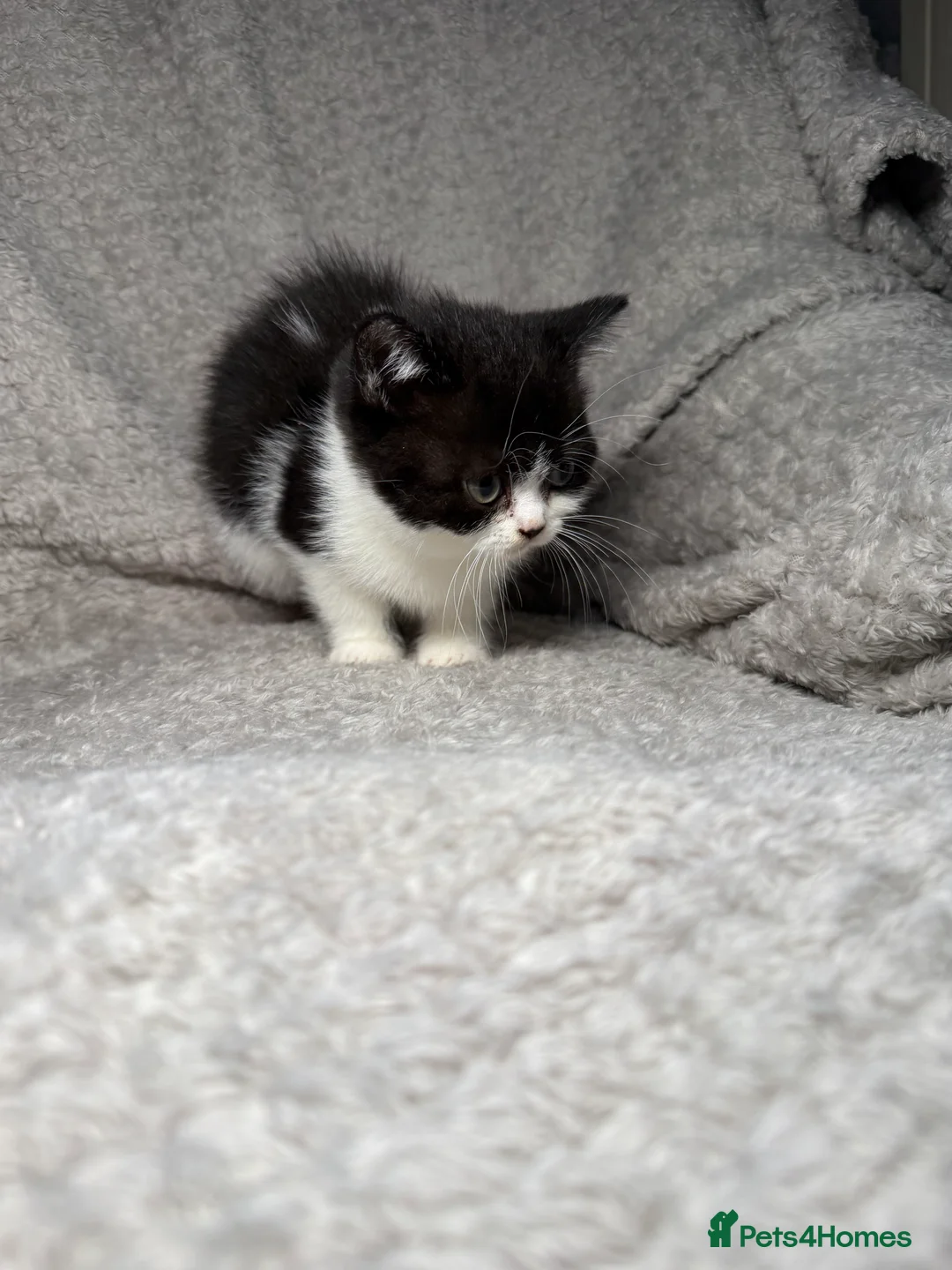 British Shorthair cats for sale: READY NOW bsh babies  - Advert 2