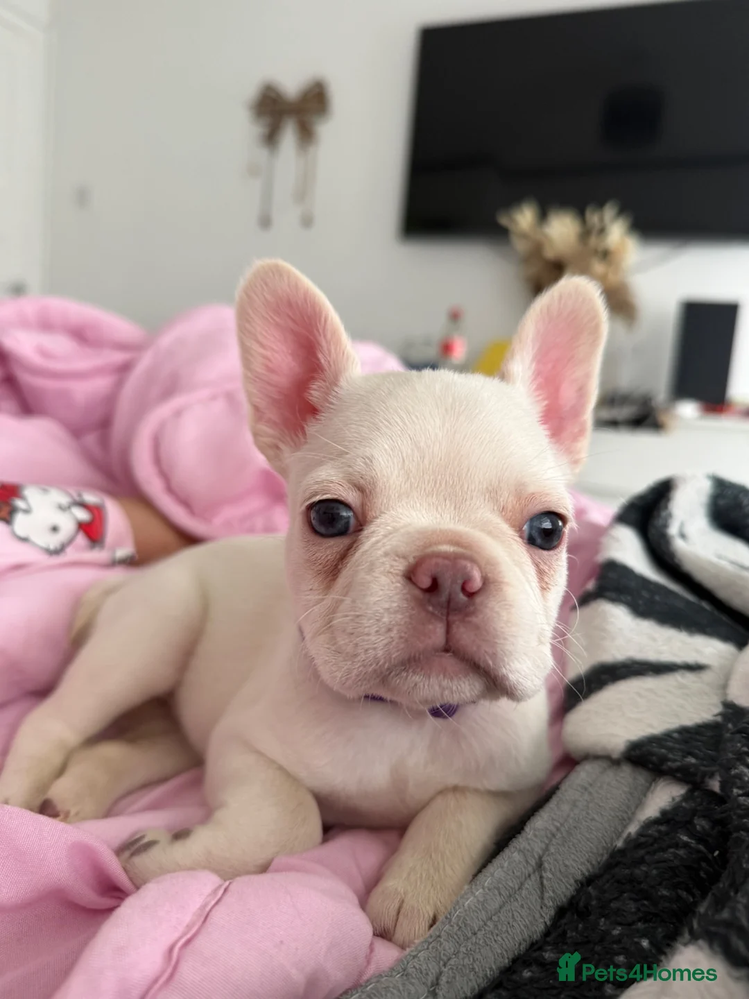 French Bulldog dogs for sale: Cream French bulldog girl  - Advert 2