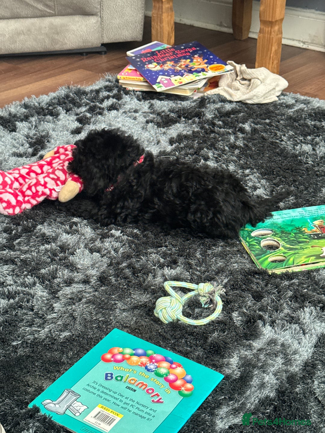 Cockapoo dogs for sale: Cockapoo black pup - Image 5