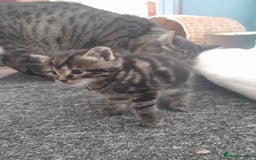 Mixed Breed cats for sale: Playful & cuddly Tabby-Bengal-Mix Kittens £200 - Image 19