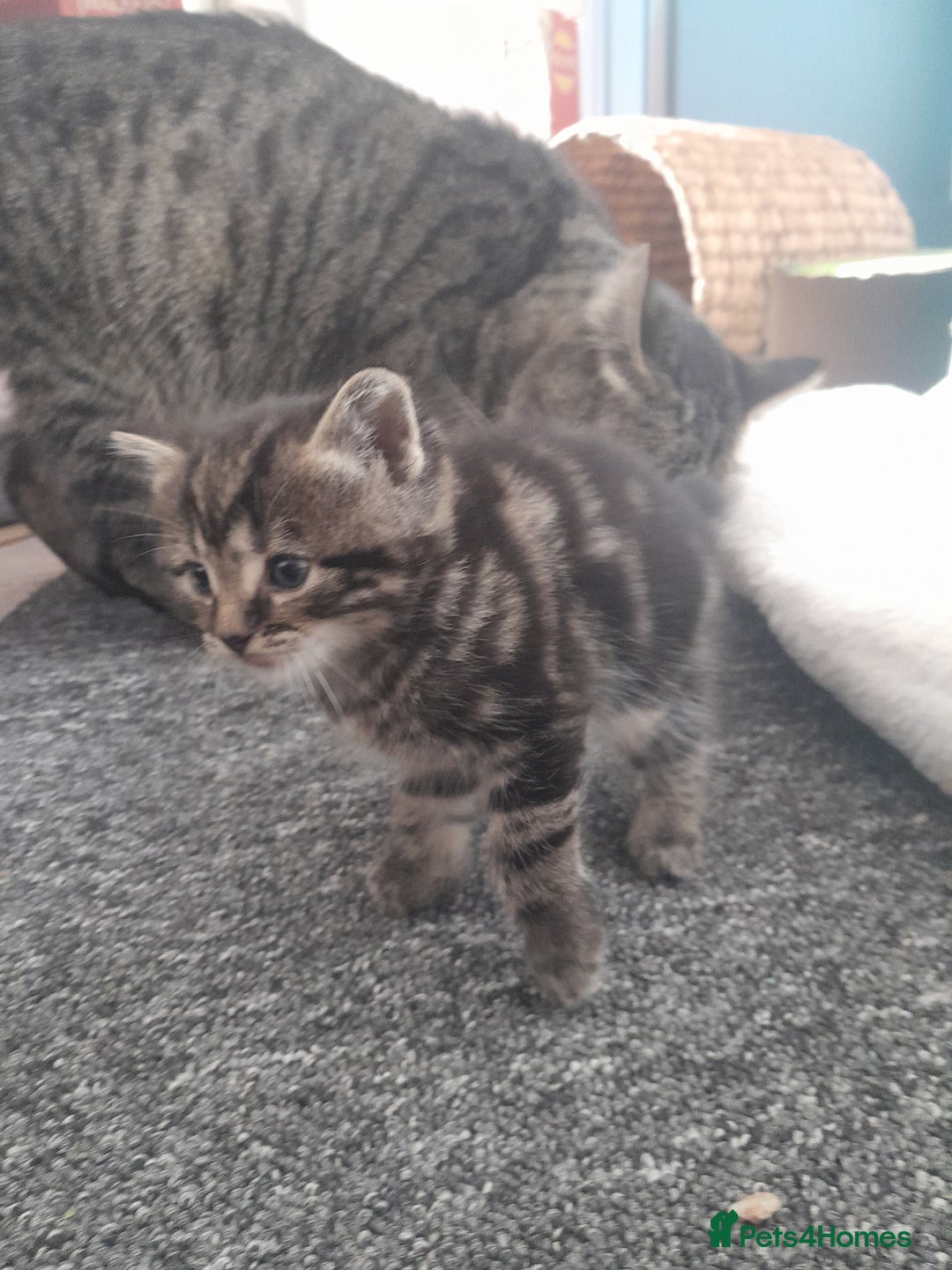 Mixed Breed cats for sale: Playful & cuddly Tabby-Bengal-Mix Kittens £200 - Image 19