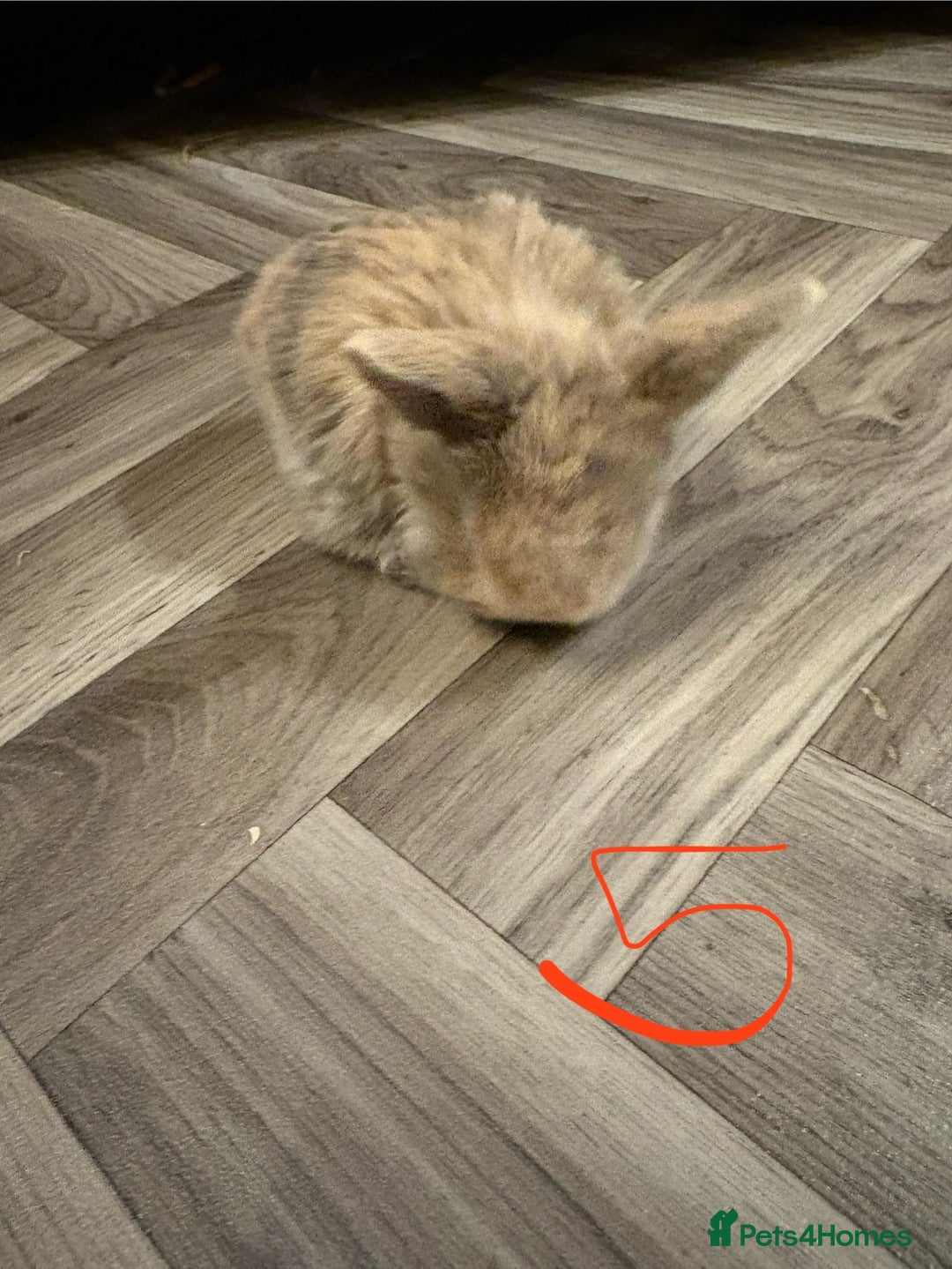 Mini Lop rabbits for sale: mini lops  - Advert 9