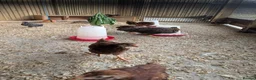 Chickens poultry for sale: Warren / Loham Brown Chicks in Abergele - Advert 3