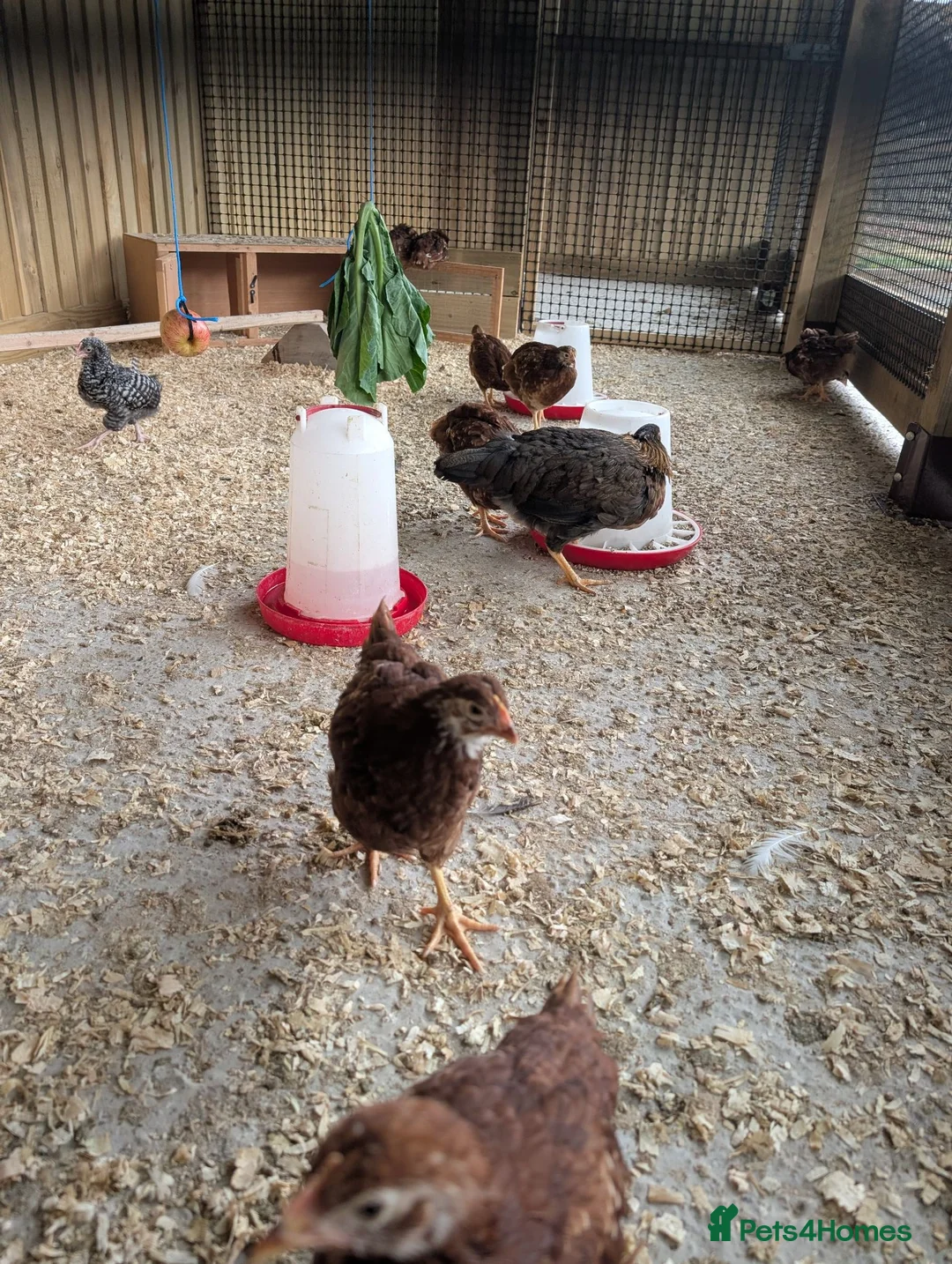 Chickens poultry for sale: Warren / Loham Brown Chicks in Abergele - Advert 3
