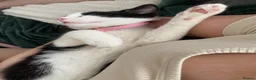 Domestic Shorthair cats for sale: 2 beautiful cats - Advert 6
