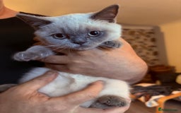 British Shorthair cats for sale: GCCF British Shorthair Kittens  in Alloa - Image 13