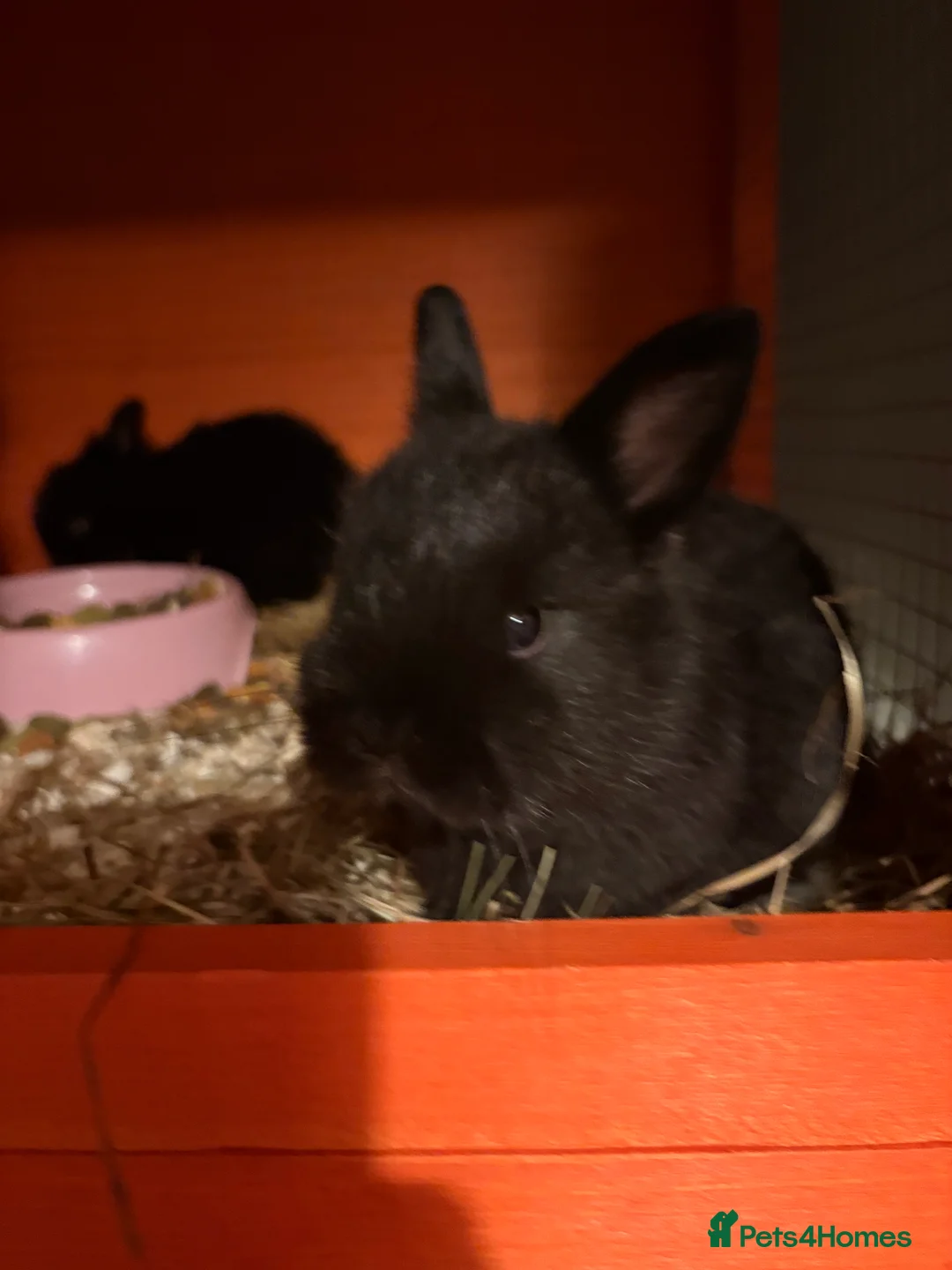 Mixed Breed rabbits for sale: Bunnies - Advert 1