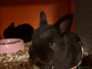 Mixed Breed rabbits Bunnies - Advert 2