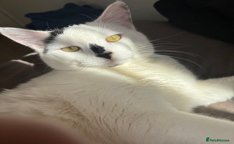Domestic Shorthair cats - Advert 4