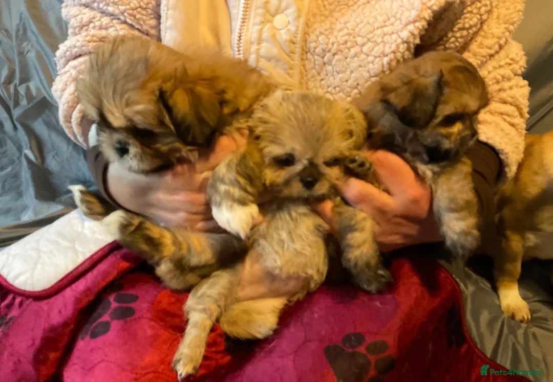 Mixed Breed dogs for sale: SHIH TZU/ CHIHUAHUAS  - Advert 5