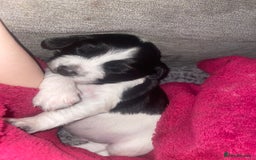 Sprocker dogs for sale: Gorgeous Sprocker Spaniel Puppies 🐶 - Image 6