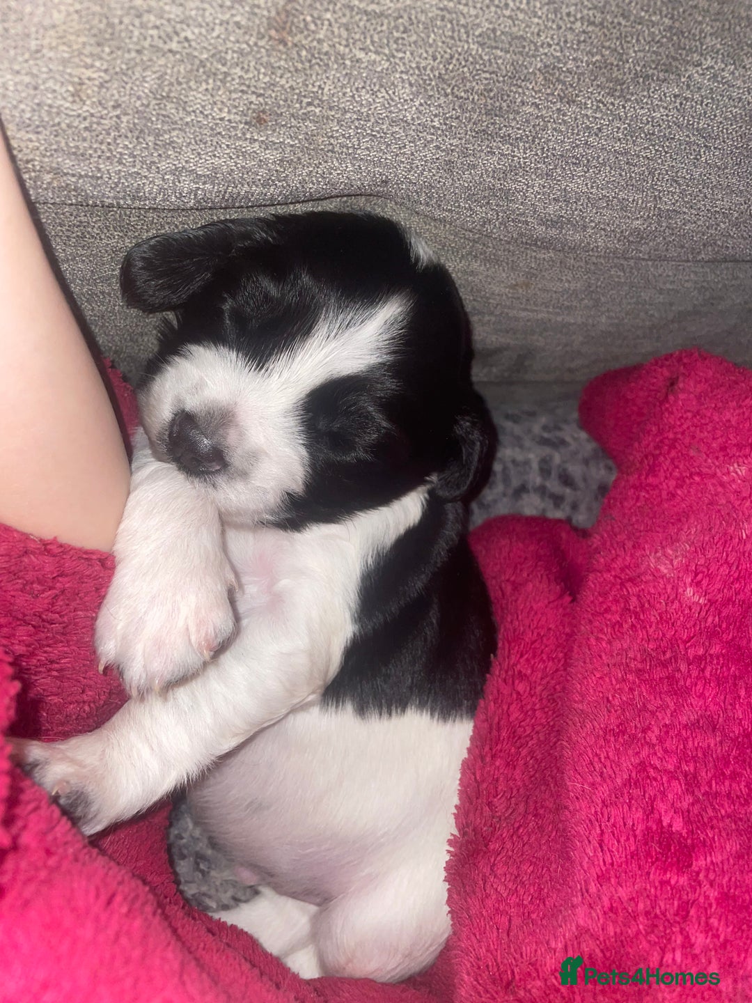 Sprocker dogs for sale: Gorgeous Sprocker Spaniel Puppies 🐶 - Image 6