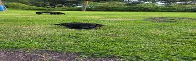 Sprocker Puppy 1