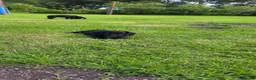 Sprocker dogs for sale: Sprocker puppies - Advert 4