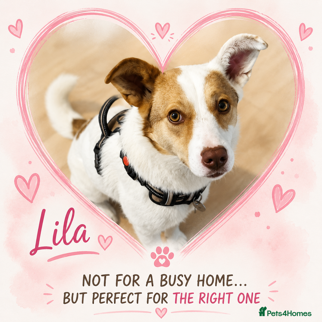 Mixed Breed dogs ❤️🐶 LILA – NOT FOR A BUSY HOME - Advert 2