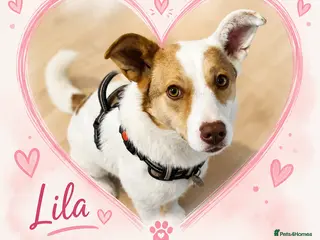 Mixed Breed dogs ❤️🐶 LILA – NOT FOR A BUSY HOME - Advert 9