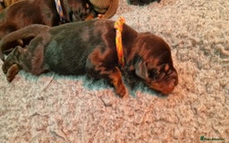 Dobermann dogs for sale: Top line doberman puppies - Image 22