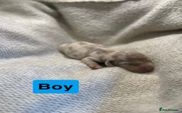 Miniature Dachshund dogs for sale: Stunning litter of miniature dachshund 🐶  - Image 5