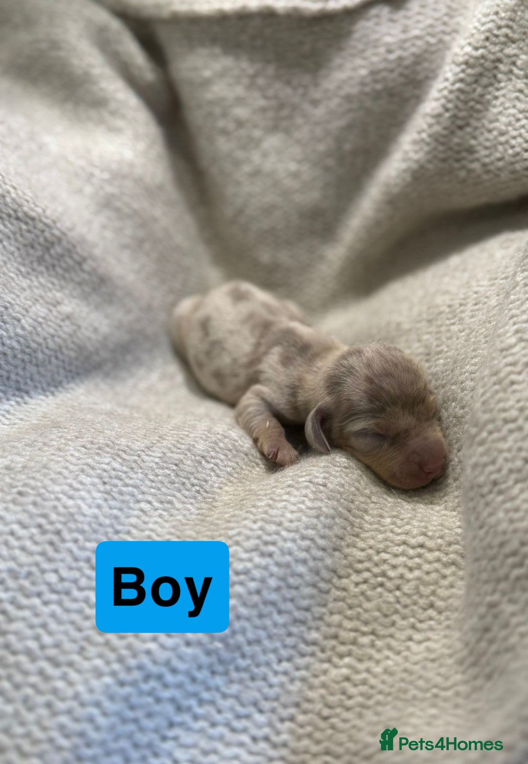 Miniature Dachshund dogs for sale: Stunning litter of miniature dachshund 🐶  - Image 5