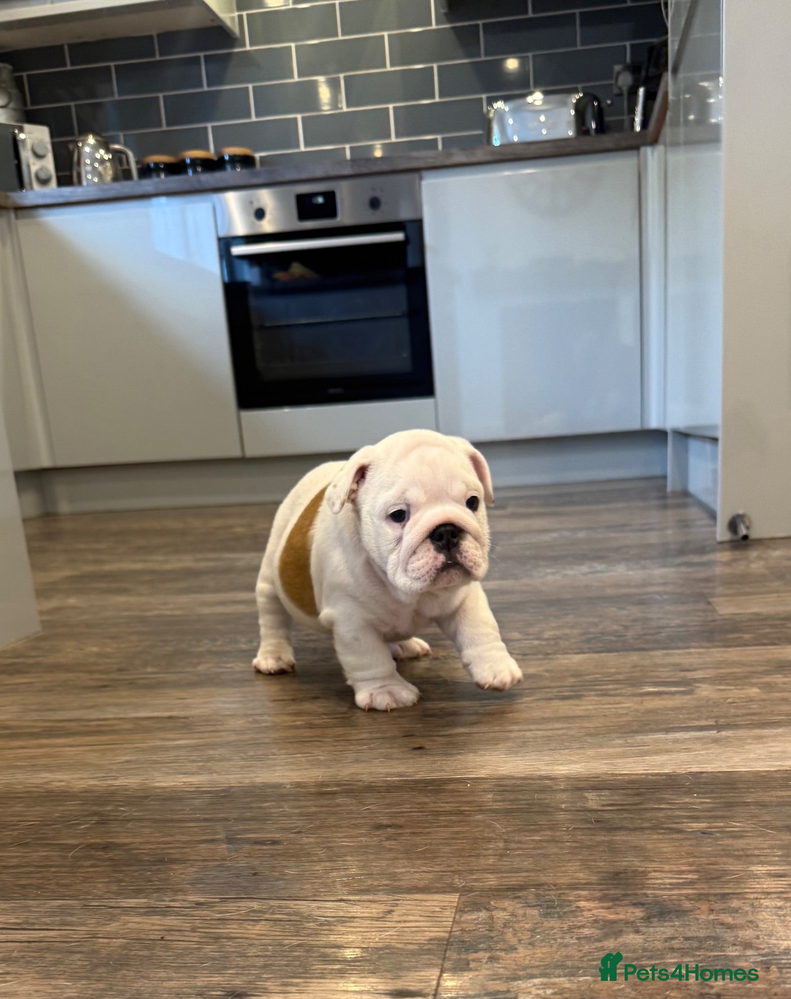English Bulldog dogs KC Registered standard puppies - Advert 2