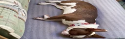 Boston Terrier dogs for stud: PROVEN RED KC REG BOSTON TERRIER  - Advert 10