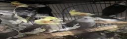 Cockatiels birds for sale: Cockatiels and Budgies birds  in London - Advert 9