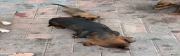 Dachshund dogs for sale: Puppies available  - Advert 3