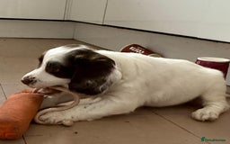 English Springer Spaniel dogs for sale: Calm, engaging Springer spaniel puppies. - Image 5