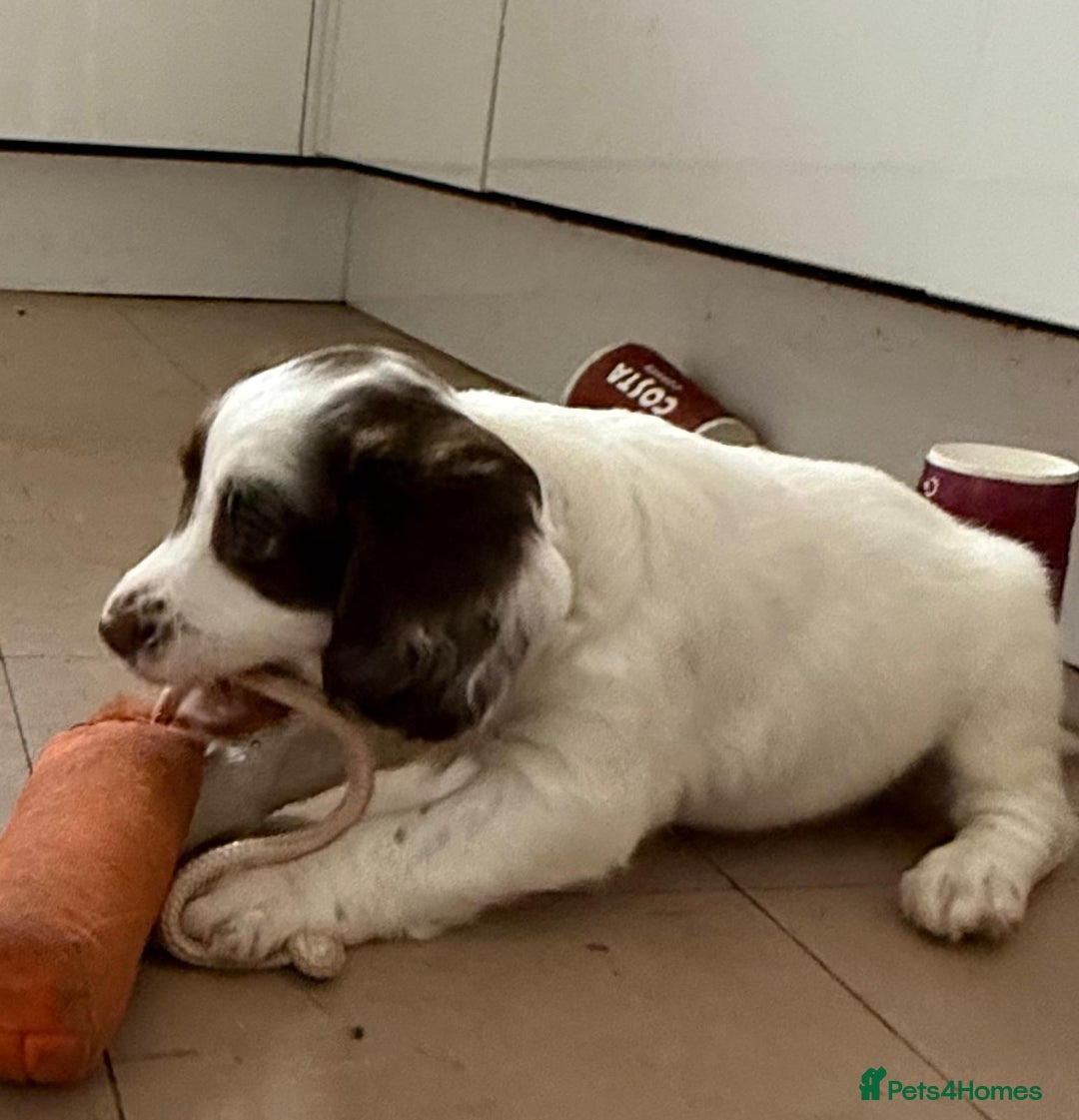 English Springer Spaniel dogs for sale: Calm, engaging Springer spaniel puppies. - Image 5