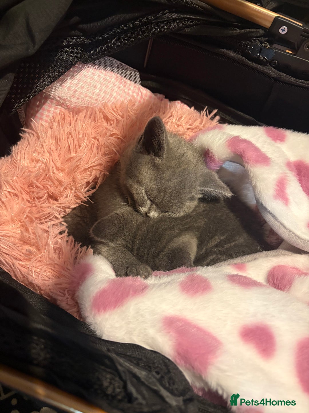 British Shorthair cats for sale: Blue British Shorthair  - Advert 6