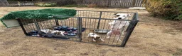 Jack Russell dogs for sale: Jack Russell Puppies - Advert 2