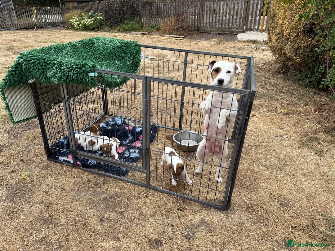 Jack Russell dogs for sale: Jack Russell Puppies - Advert 2