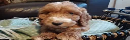Cockapoo dogs for sale: Cockapoo puppies for sale - Advert 8