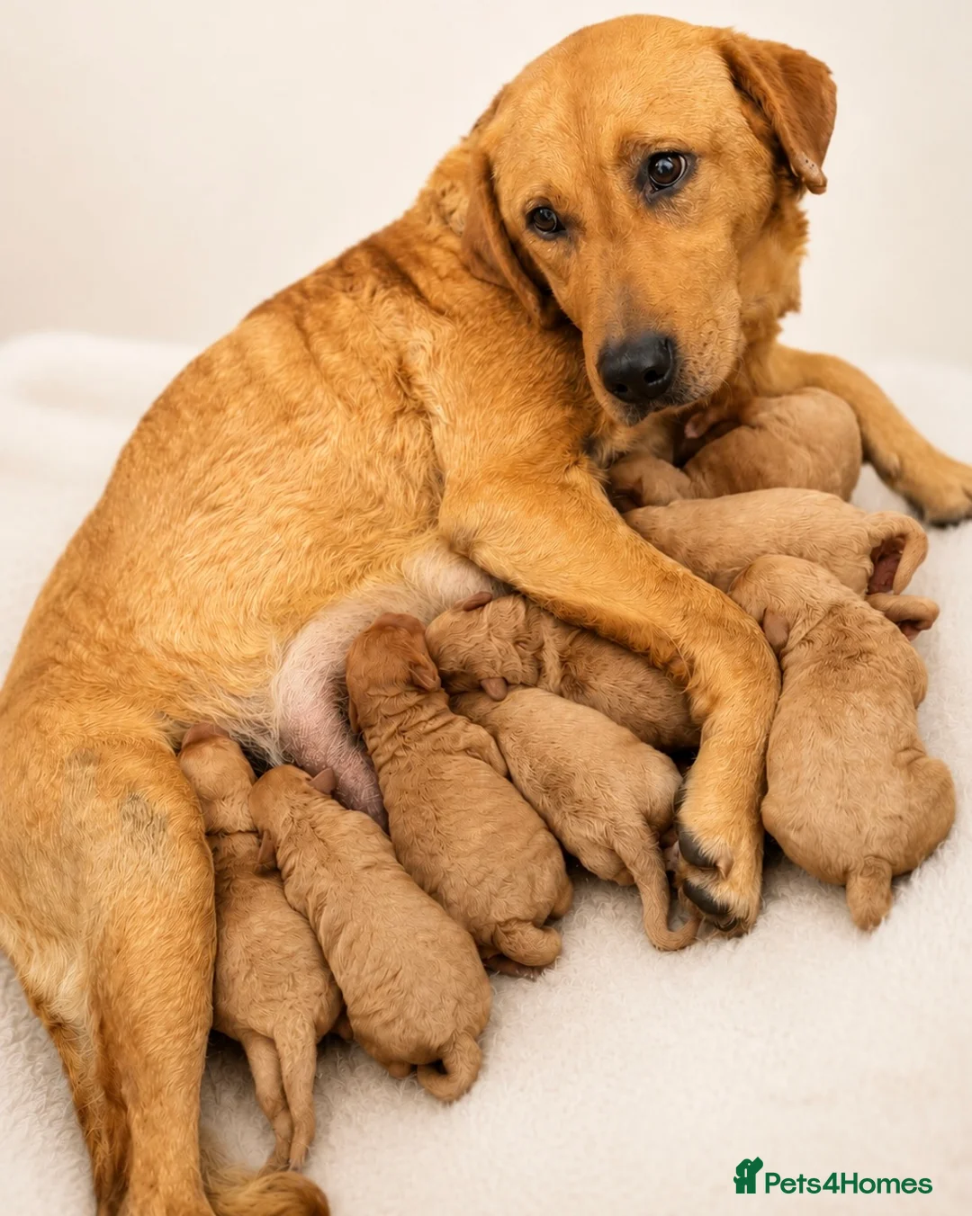 Labradoodle dogs for sale: F1 Miniature Labradoodles  - Advert 11