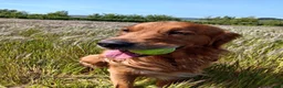 Golden Retriever dogs for stud: Beautiful fox red flatcoat retriever proven stud - Advert 5