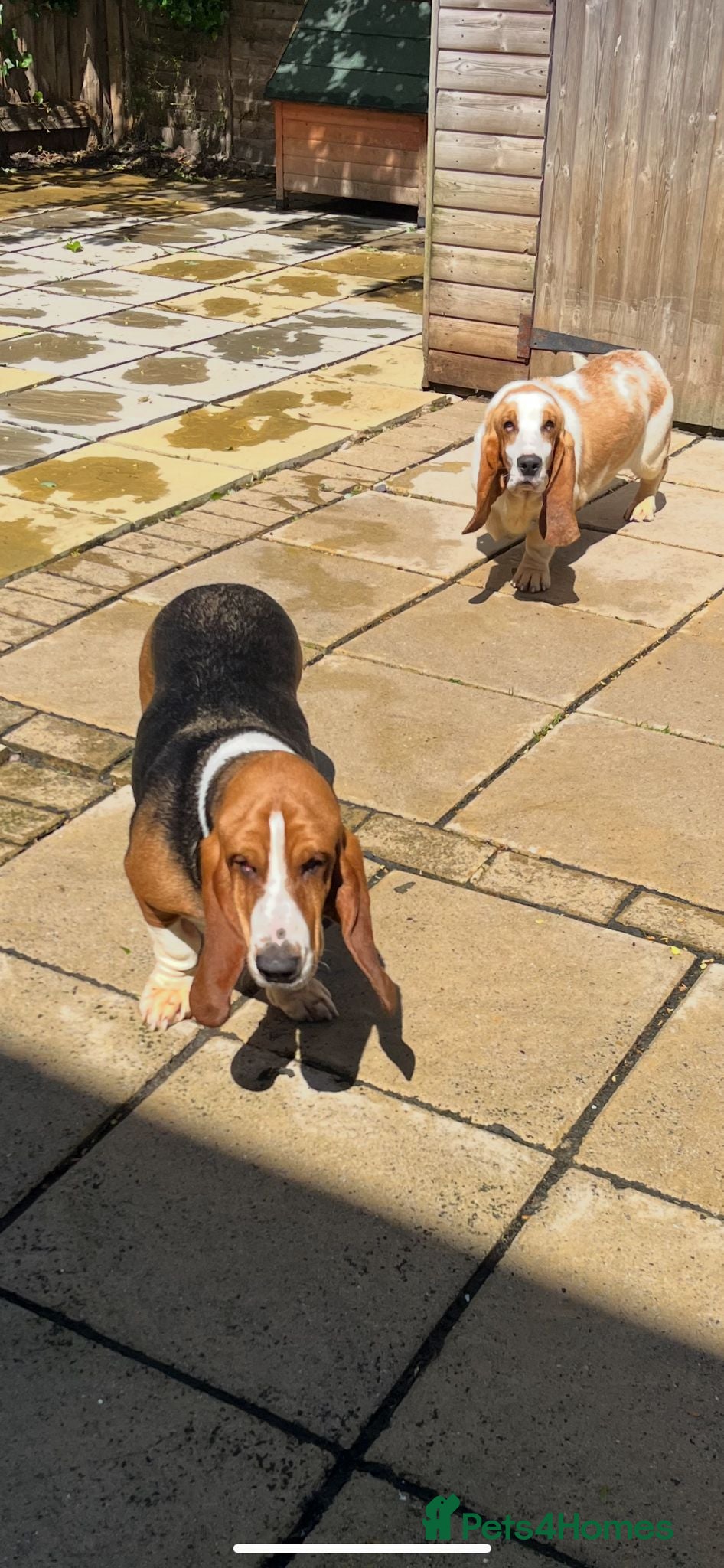 Basset Hound dogs Male and female Basset hound  - Advert 1