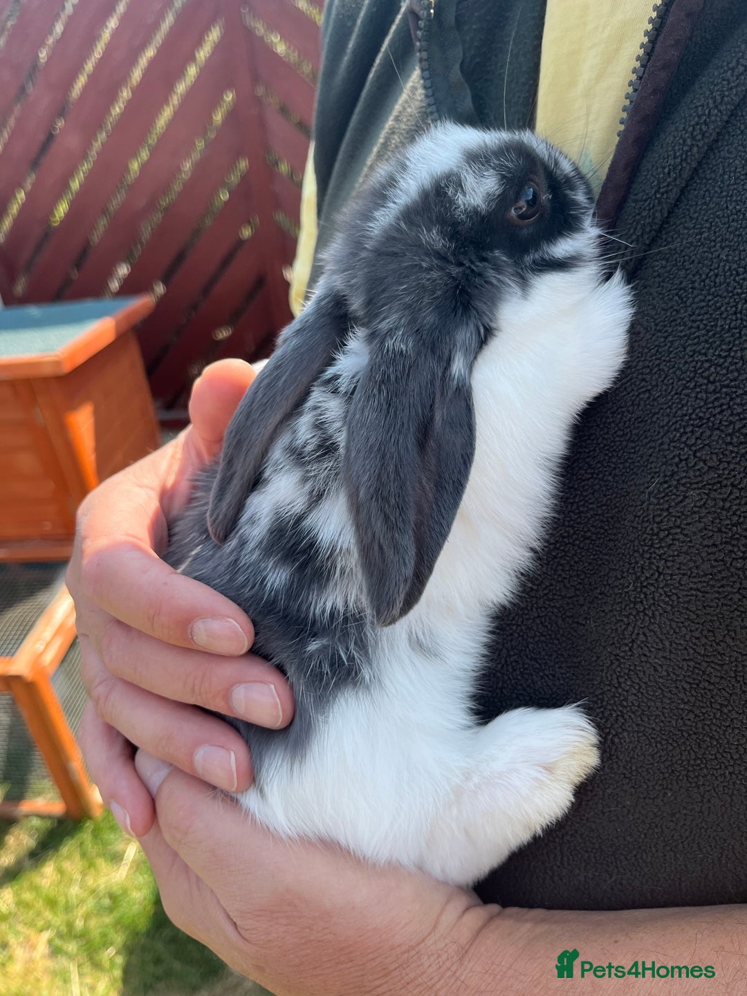 Mini Lop rabbits for sale: Two beautiful mini lops ready to go now - Image 4