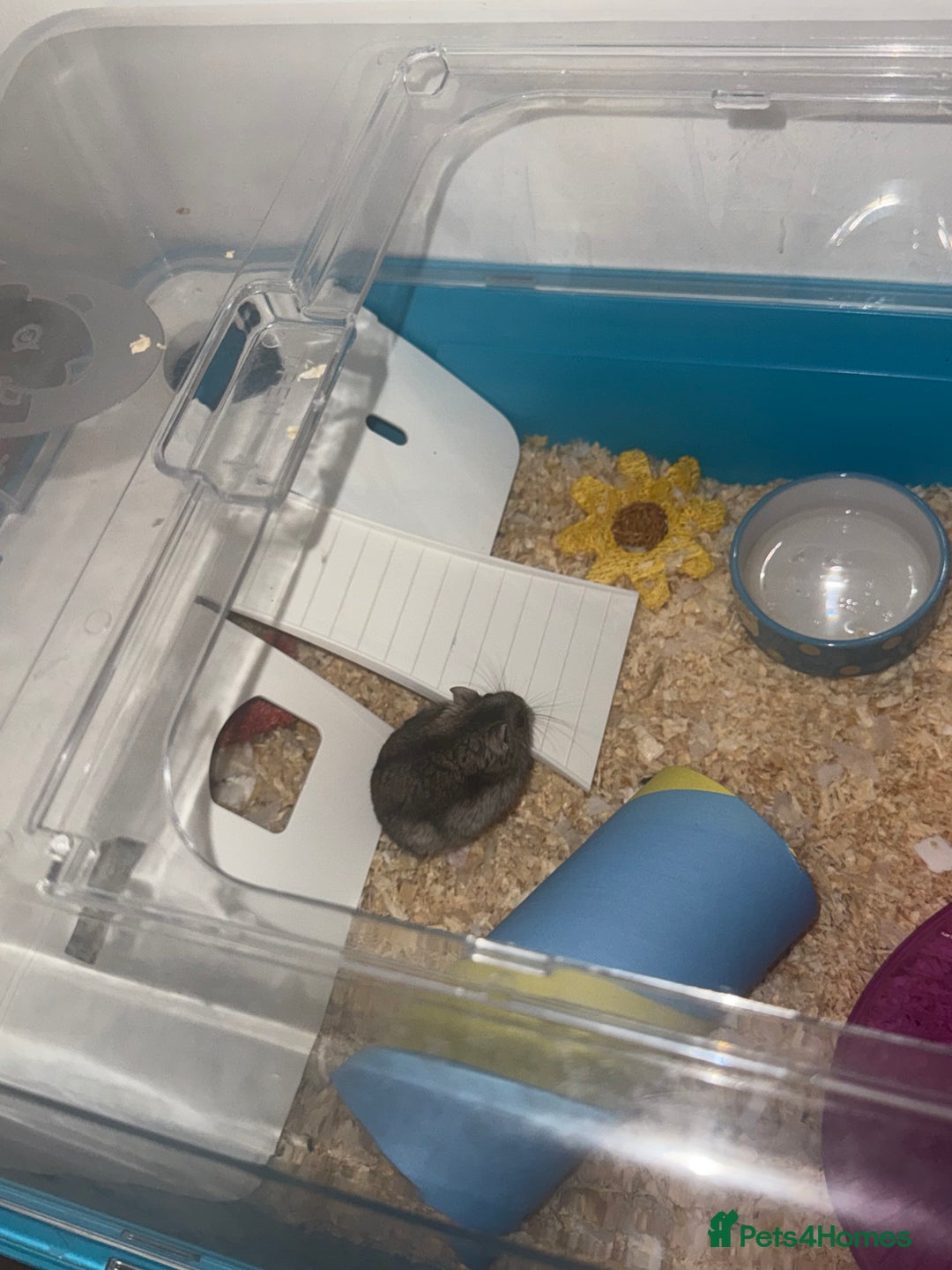 Hamster rodents for sale: Dwarf Hamster - Image 2