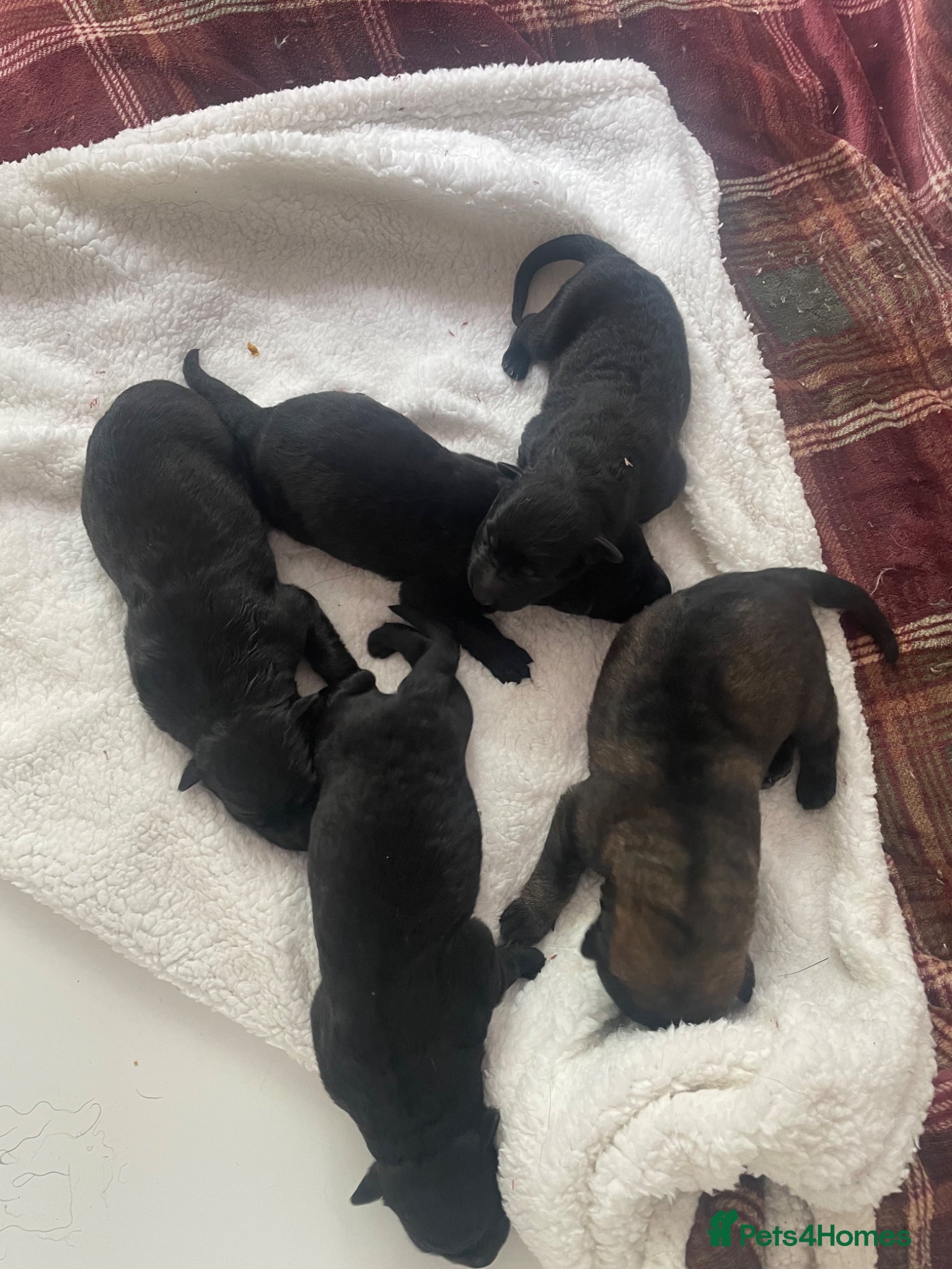 German Shepherd dogs German shepherd puppies  - Advert 1