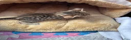 Savannah cats for sale: Savannah F4 girls - Advert 26