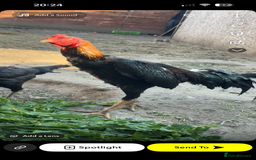 Mixed Breed birds for sale: Jape shamo x o shamo - Image 2