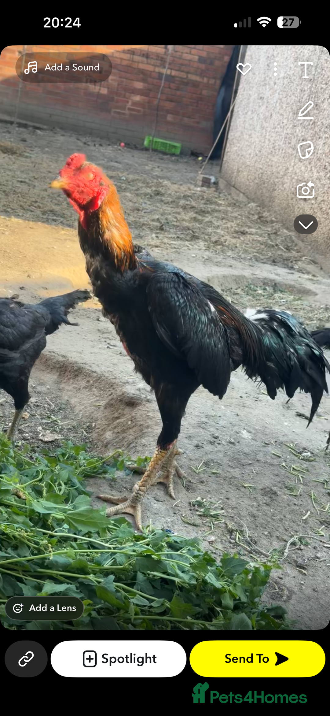 Mixed Breed birds for sale: Jape shamo x o shamo - Image 2