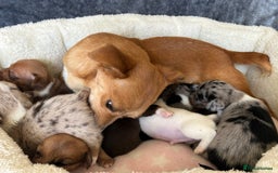 Jack Russell dogs for sale: Beautiful Rare Merle Mini Jack Russell Puppies  - Image 19