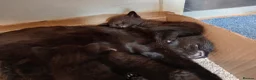 Mixed Breed cats for sale: kittens - Advert 6