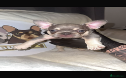 French Bulldog dogs for sale: French Bulldog puppies for sale - Image 14