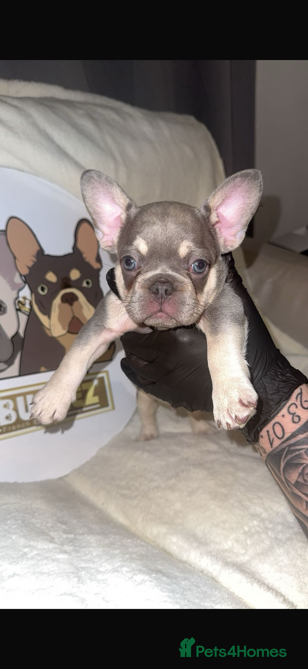 French Bulldog dogs for sale: French Bulldog puppies for sale - Image 14