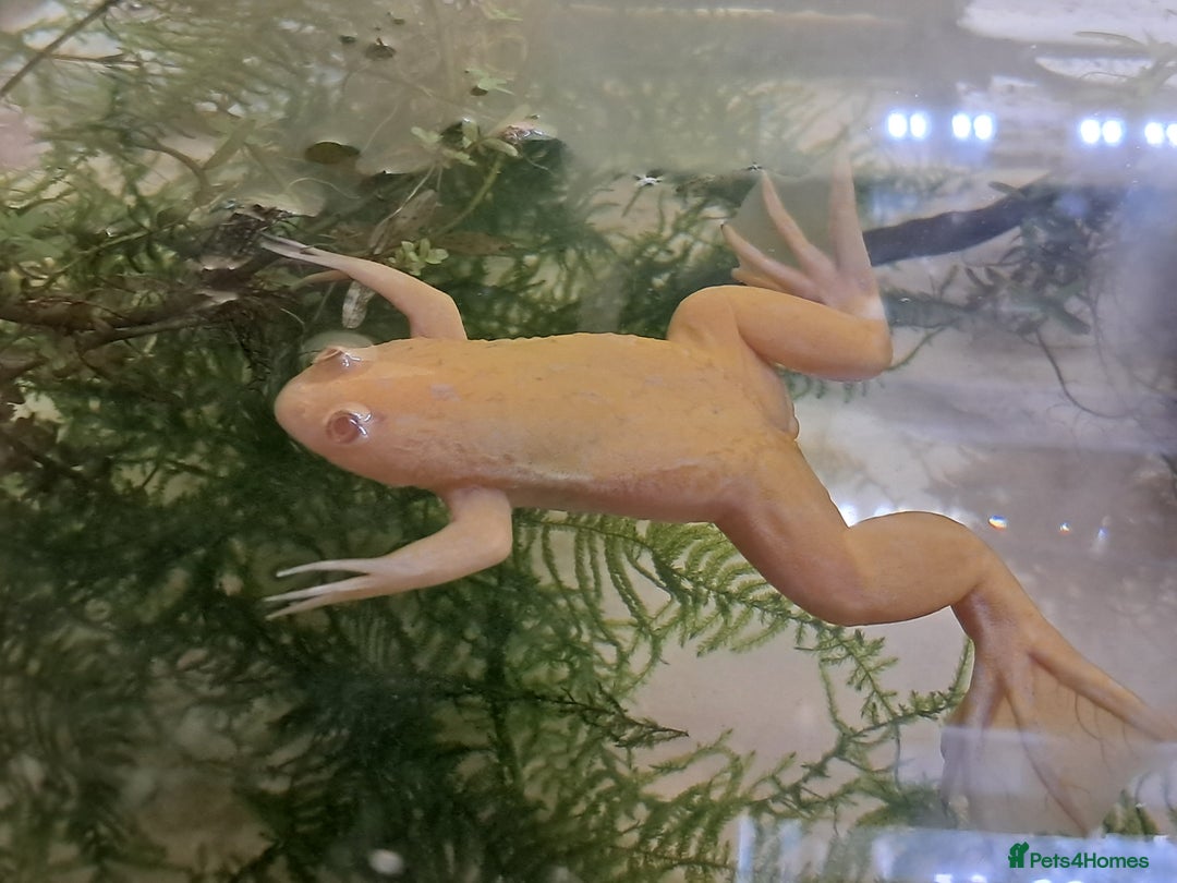 Frog reptiles for sale: African Clawed Frogs (albino) - Image 1