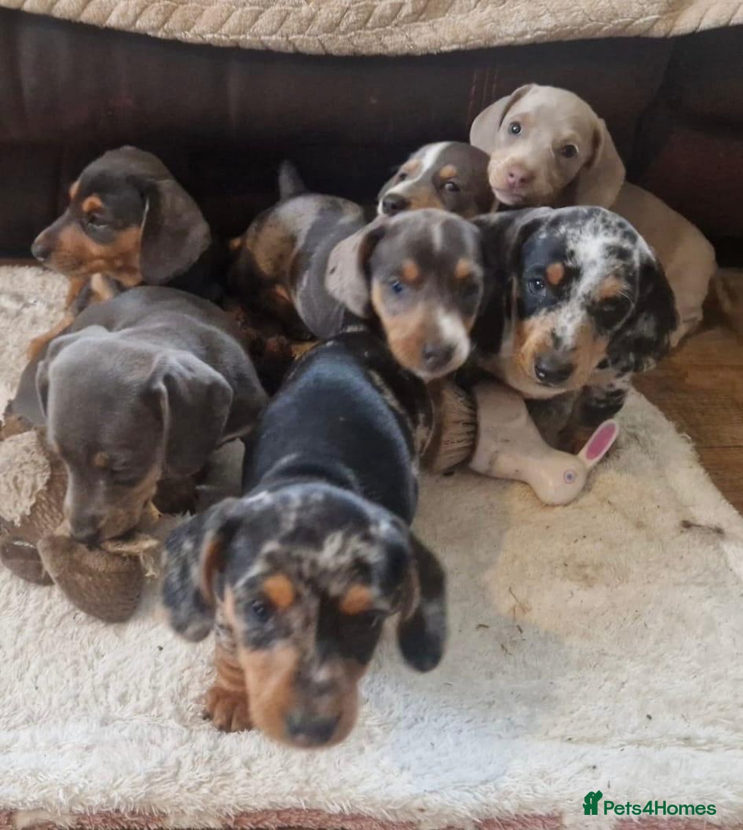 Miniature Dachshund dogs for sale: Stunning KC Registered Miniature Dashound  - Image 4